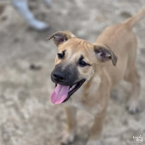 LUCY DREW - Shepherd / Retriever available for adoption