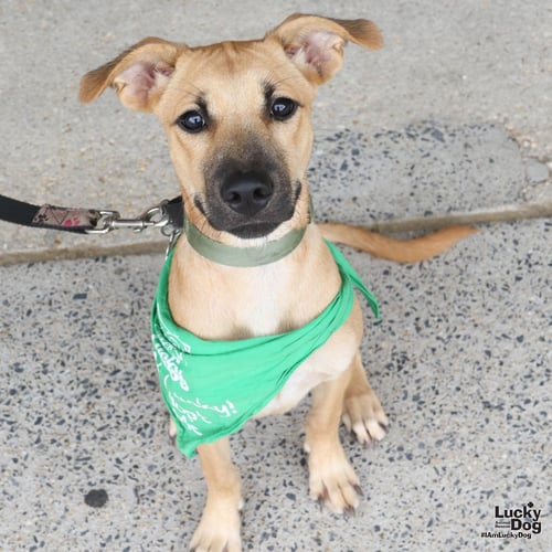 LUCY DREW - Shepherd / Retriever available for adoption