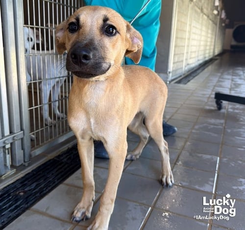 LUCY DREW - Shepherd / Retriever available for adoption