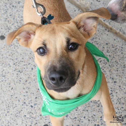 LUCY DREW - Shepherd / Retriever available for adoption