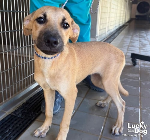 LUCY DREW - Shepherd / Retriever available for adoption