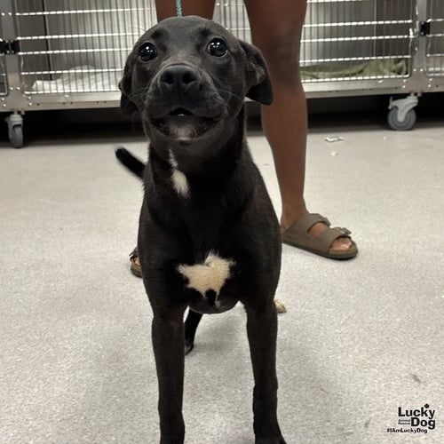 METEOROLOGIST - Labrador Retriever available for adoption