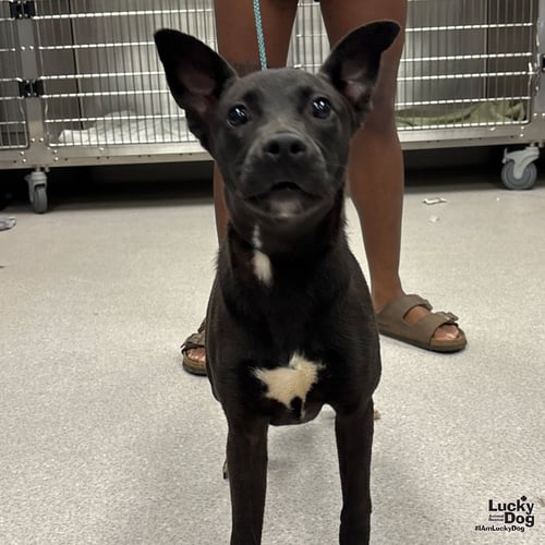 METEOROLOGIST - Labrador Retriever available for adoption