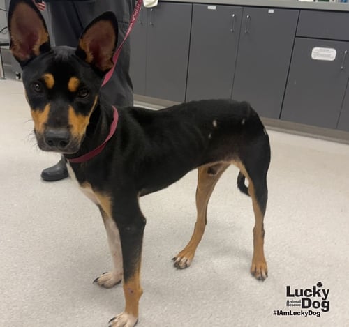 HEFTY - Shepherd / Miniature Pinscher available for adoption