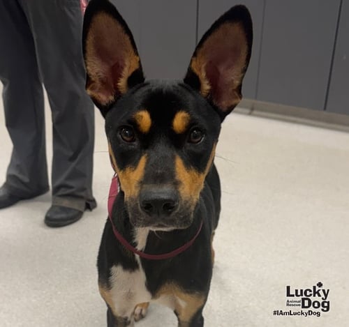 HEFTY - Shepherd / Miniature Pinscher available for adoption