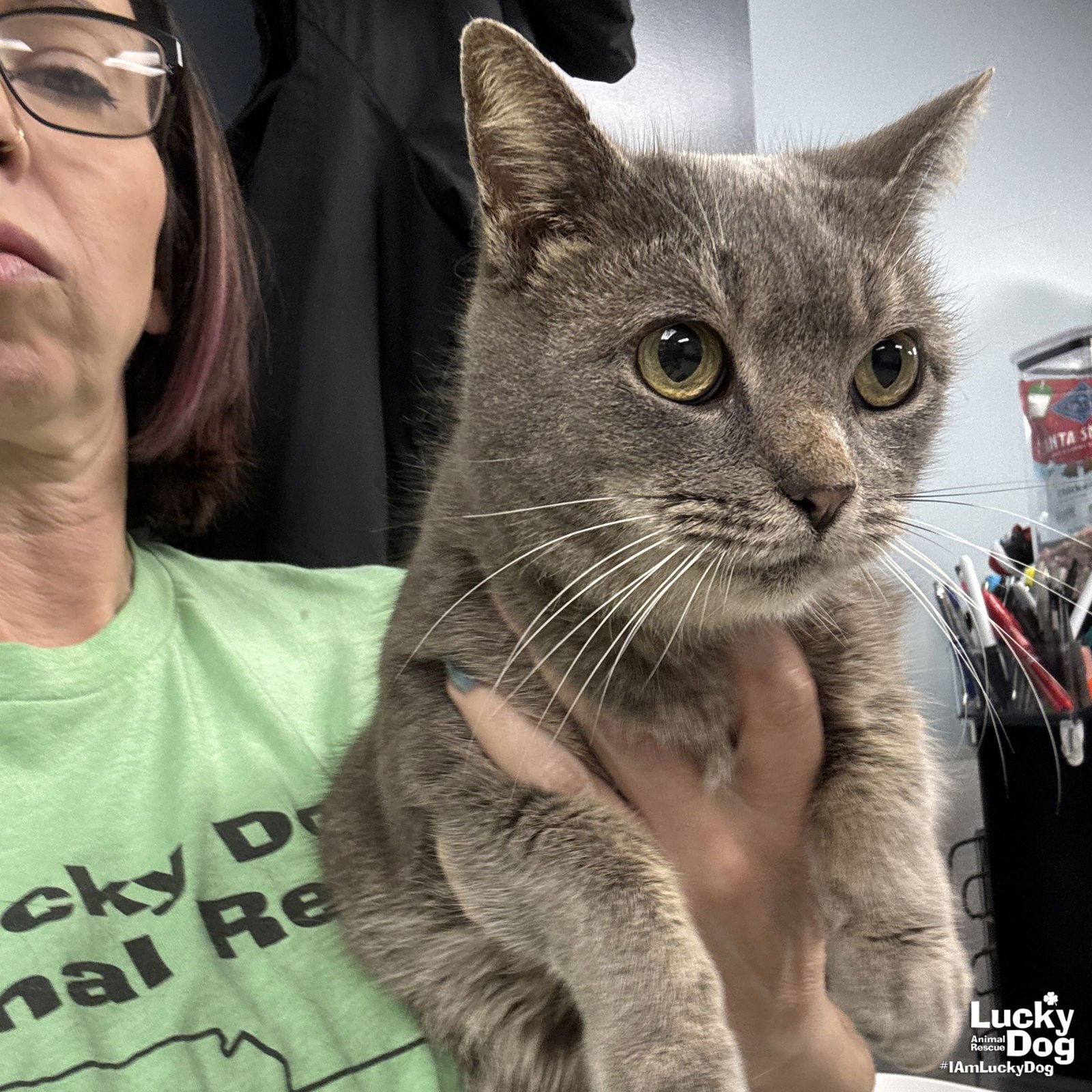 LADY - Domestic Short Hair available for adoption