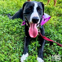 Lily - Photo 2