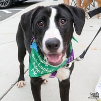 Lily - Photo 5