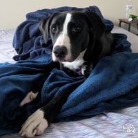 Lily - Photo 4