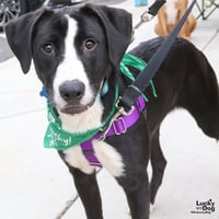Lily - Photo 6