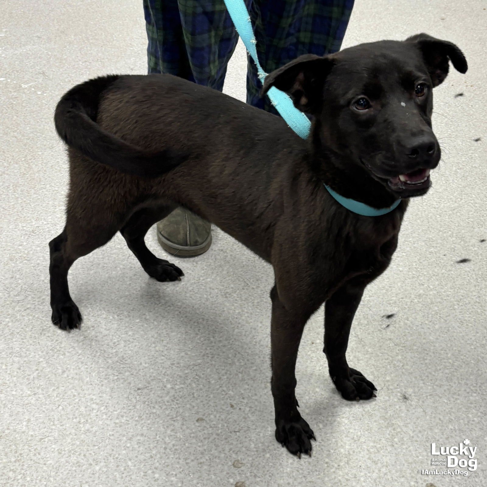 TRIX - Labrador Retriever / Shepherd available for adoption