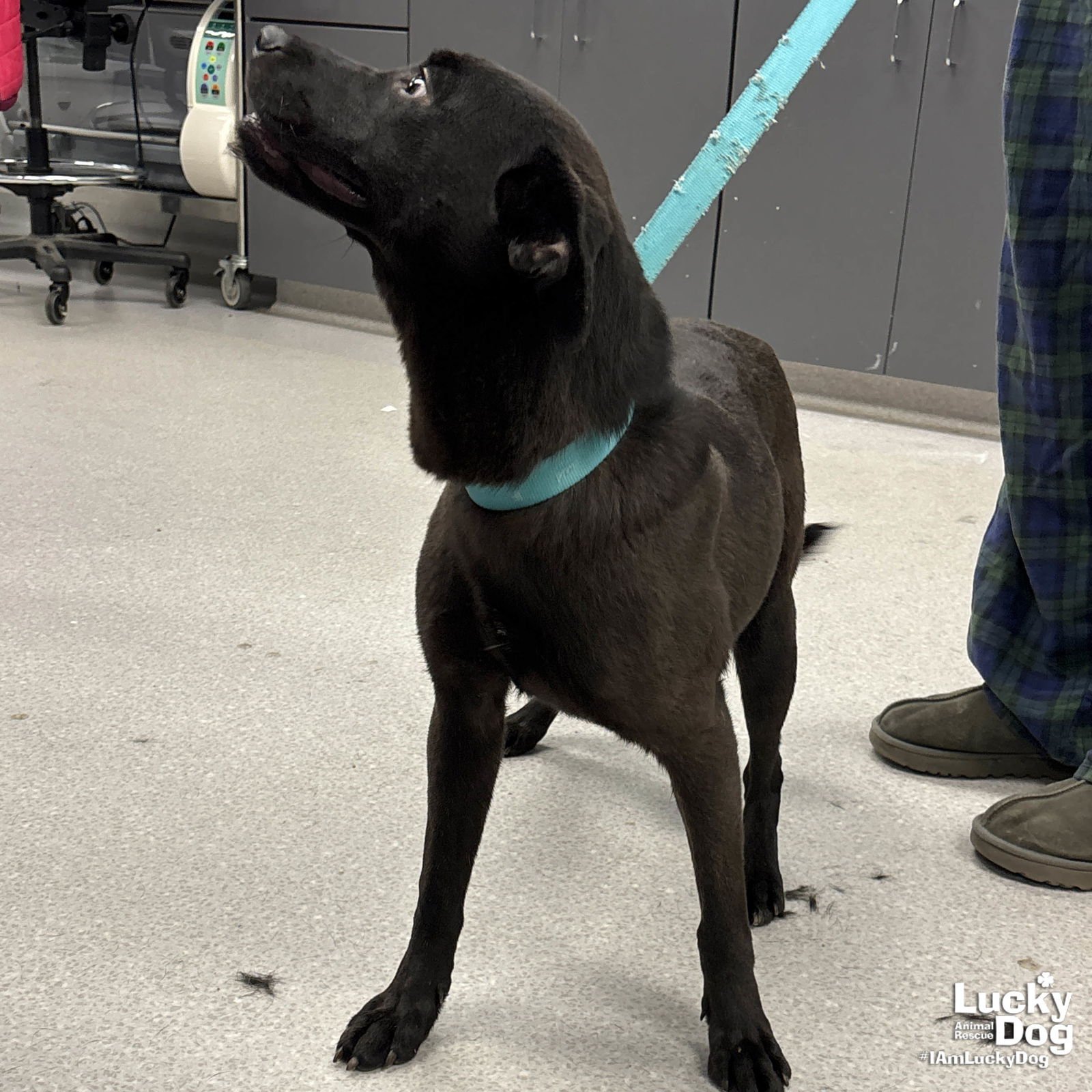 TRIX - Labrador Retriever / Shepherd available for adoption