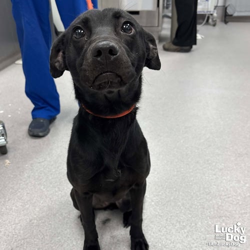 AGGIE - Labrador Retriever available for adoption