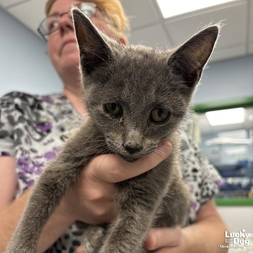 THRIFTY - Domestic Short Hair available for adoption
