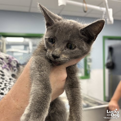 THRIFTY - Domestic Short Hair available for adoption