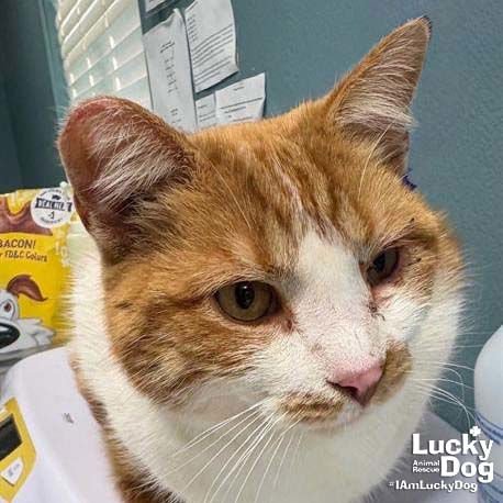 RIPLEY - Domestic Short Hair available for adoption