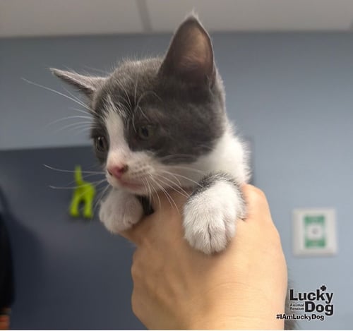 TAZ - Domestic Short Hair available for adoption