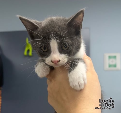 TAZ - Domestic Short Hair available for adoption