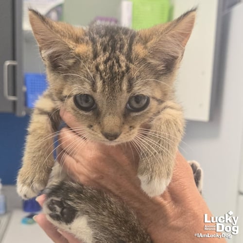 STARDUST - Domestic Short Hair available for adoption