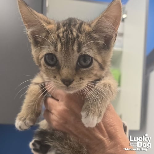 STARDUST - Domestic Short Hair available for adoption