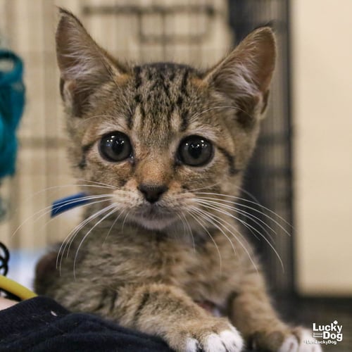 STARDUST - Domestic Short Hair available for adoption