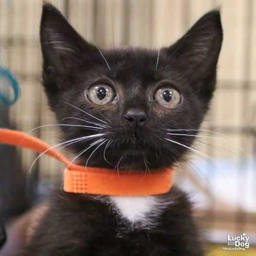 SPARKY - Domestic Short Hair available for adoption