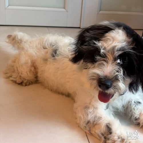 JULIETA - Poodle (Miniature) available for adoption