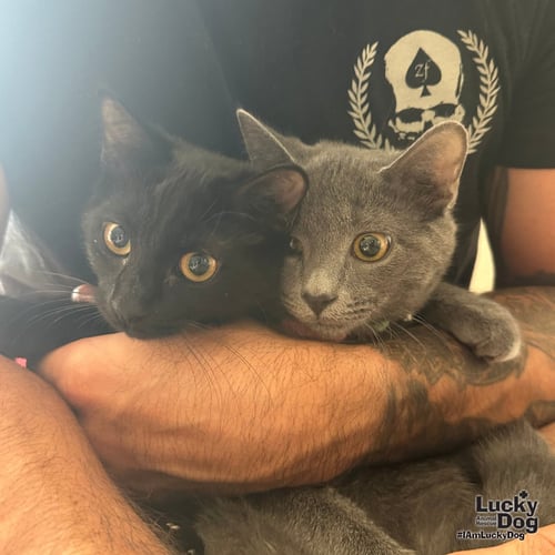 GRANITE - Domestic Short Hair available for adoption