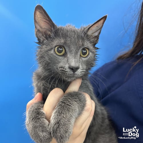 GRANITE - Domestic Short Hair available for adoption