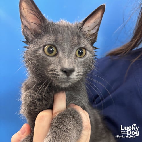 GRANITE - Domestic Short Hair available for adoption