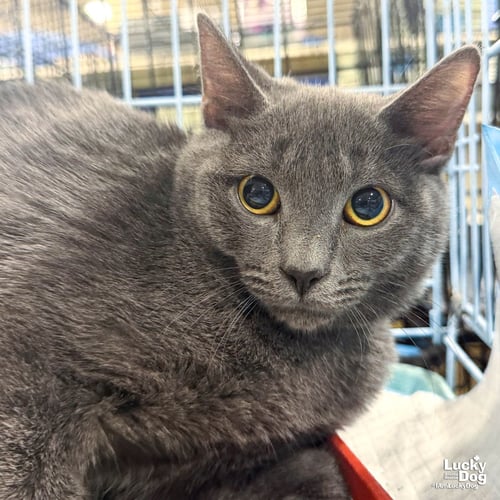 GRANITE - Domestic Short Hair available for adoption