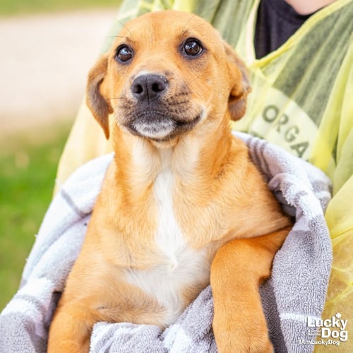 BUTTERCUP - Australian Cattle Dog/Blue Heeler / Labrador Retriever available for adoption