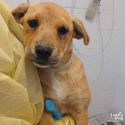 BUTTERCUP - Australian Cattle Dog/Blue Heeler / Labrador Retriever available for adoption