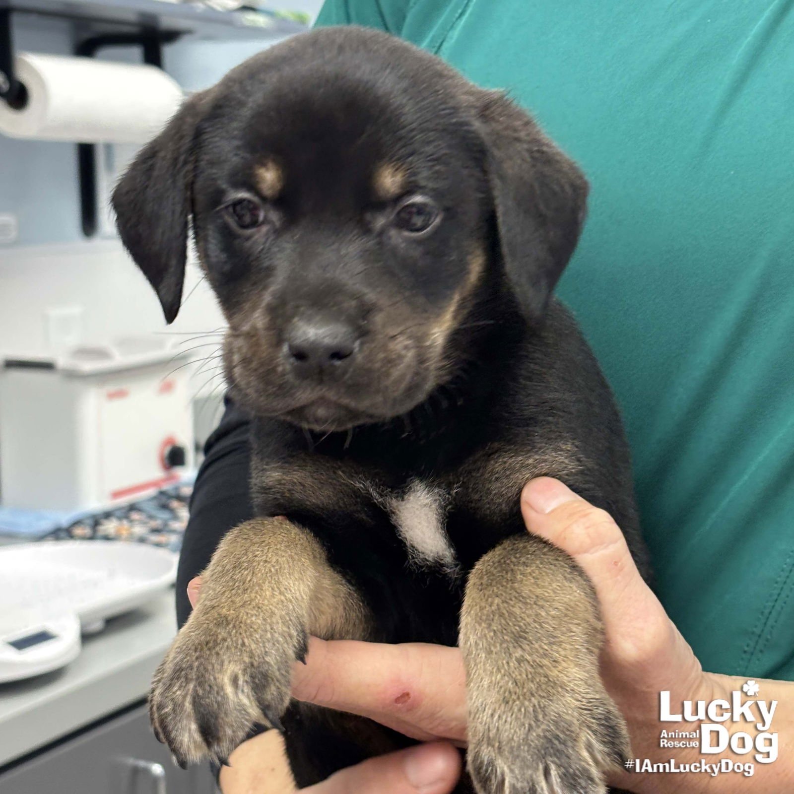 SPOT - Labrador Retriever / Shepherd available for adoption