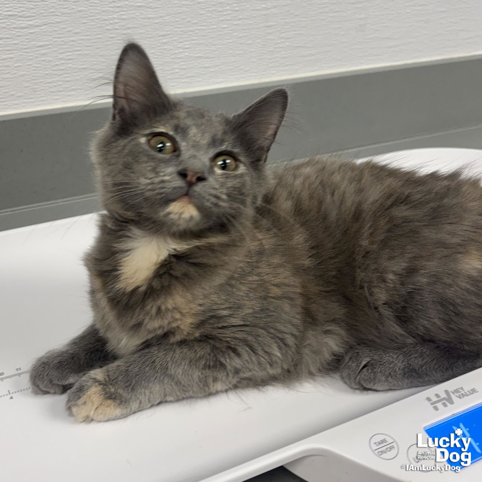 PIANO - Domestic Medium Hair available for adoption