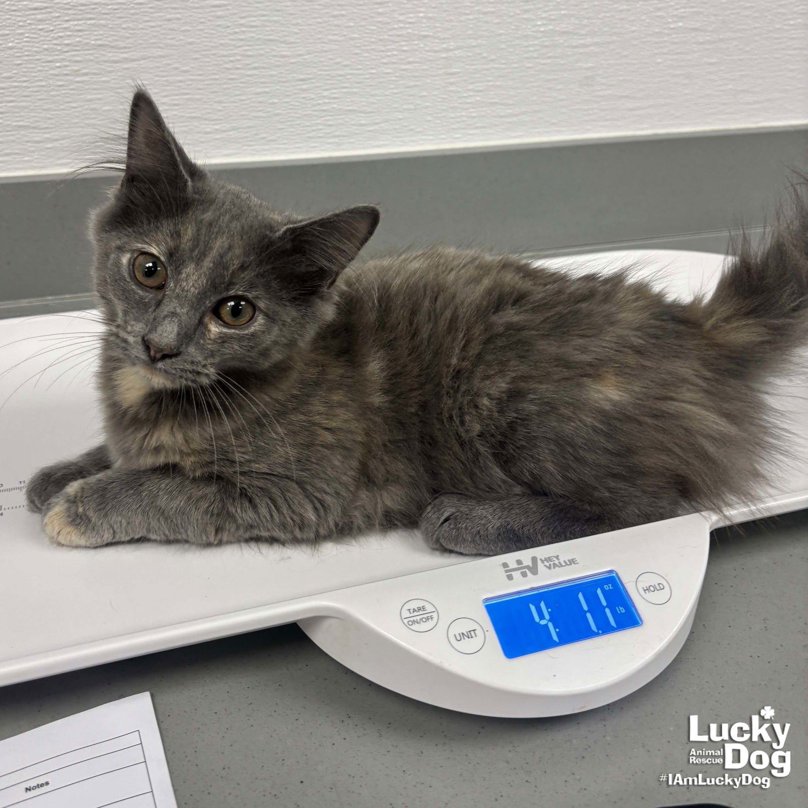 PIANO - Domestic Medium Hair available for adoption