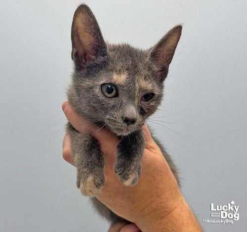 LUMI - Domestic Short Hair available for adoption