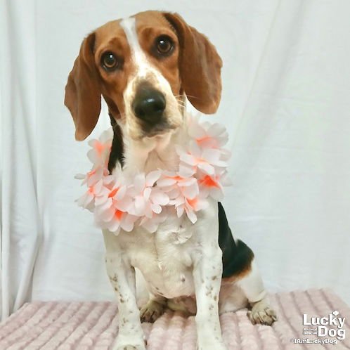 COOKIE - Beagle / Basset Hound available for adoption