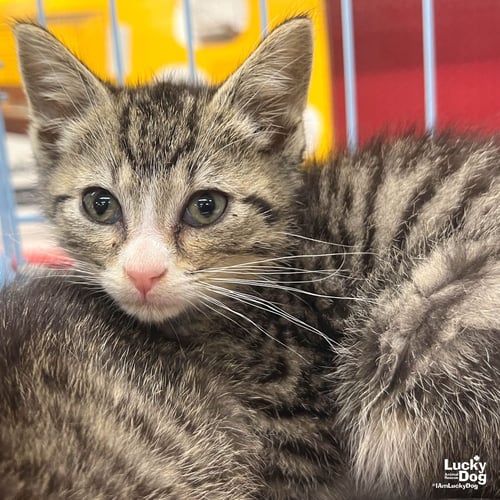 HARRY - Domestic Short Hair available for adoption