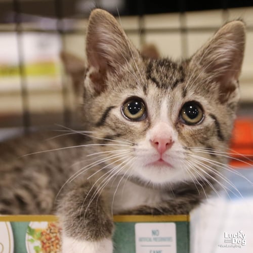 HARRY - Domestic Short Hair available for adoption