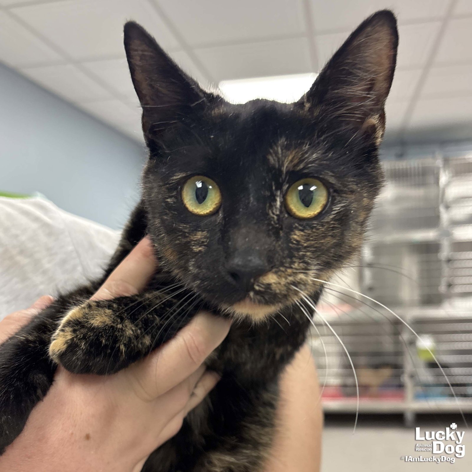 FRANCESCA - Domestic Short Hair available for adoption