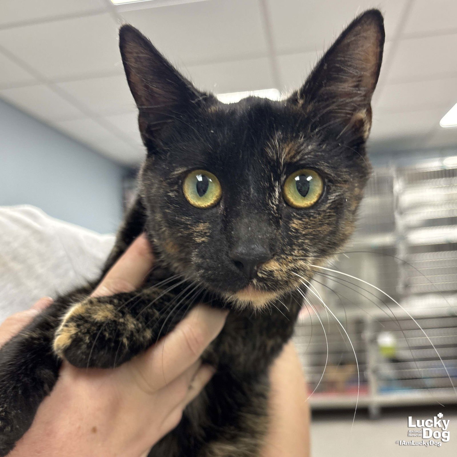 FRANCESCA - Domestic Short Hair available for adoption