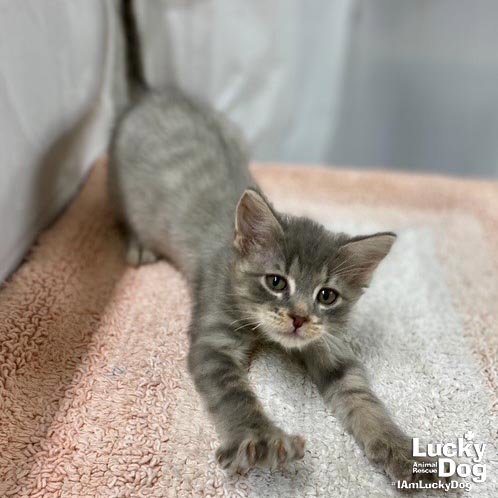 ALFIE - Domestic Short Hair available for adoption