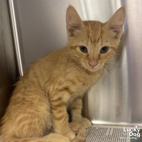 LARKIN - Domestic Short Hair available for adoption