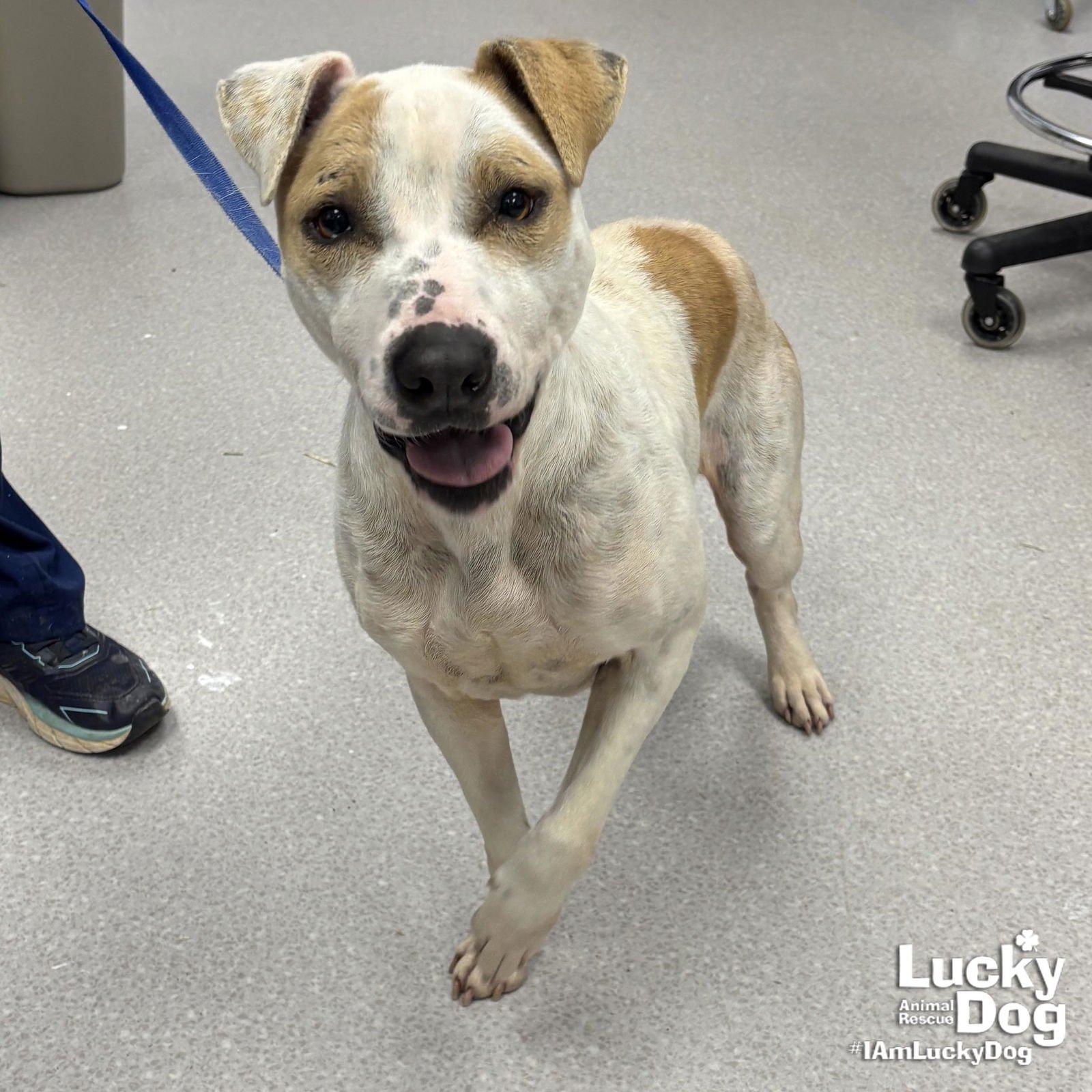 LILITH - Hound / Terrier available for adoption