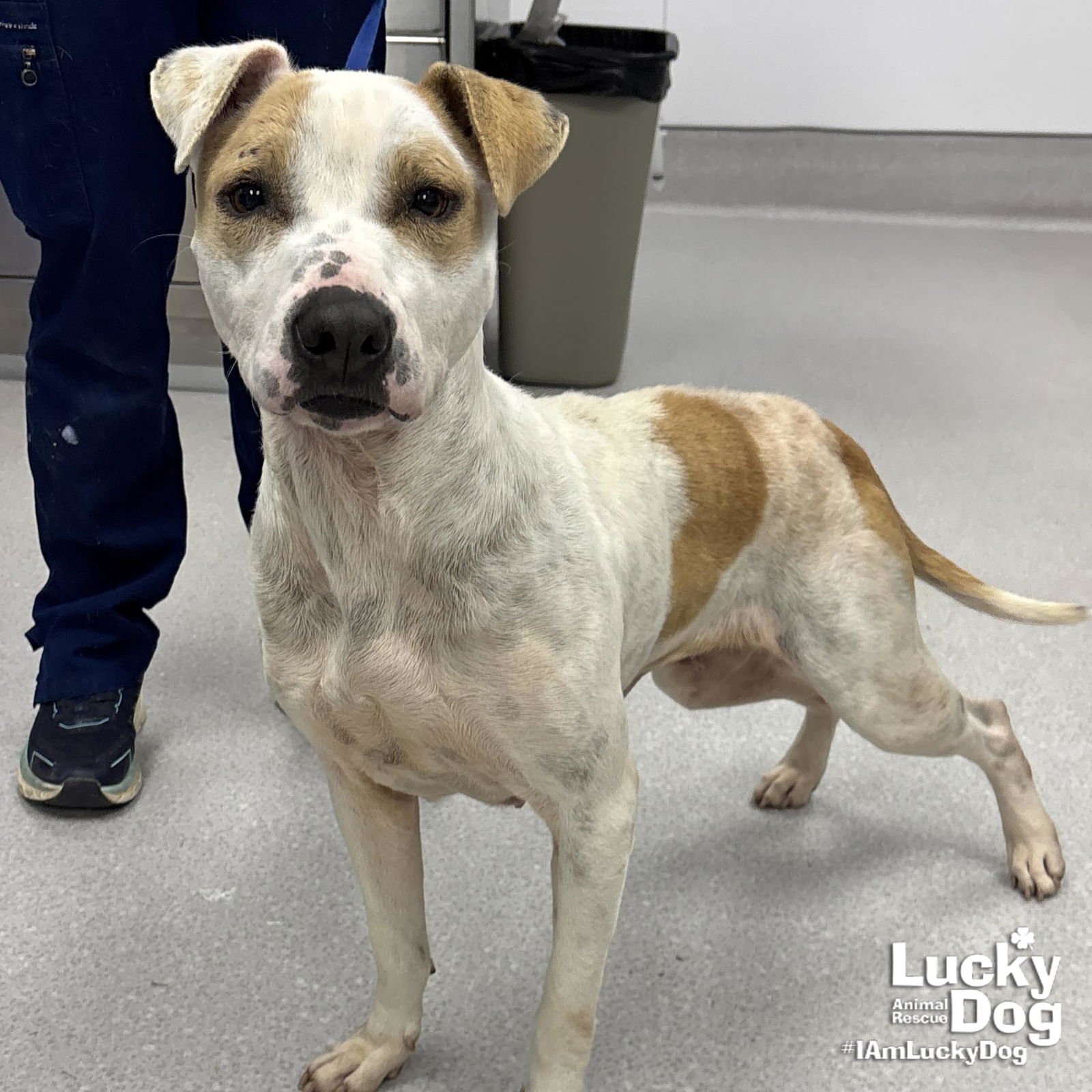 LILITH - Hound / Terrier available for adoption