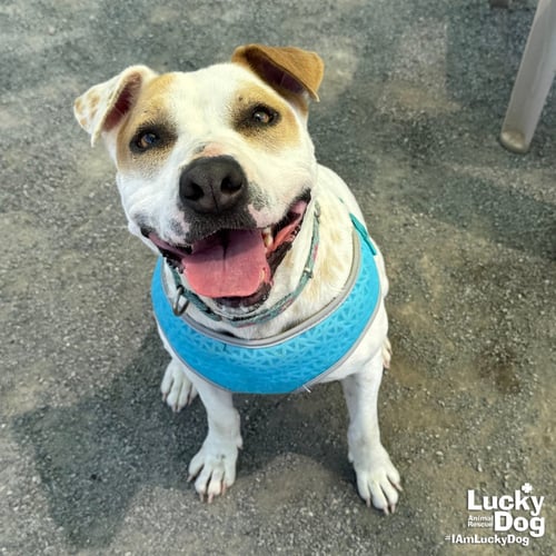 LILITH - Hound / Terrier available for adoption
