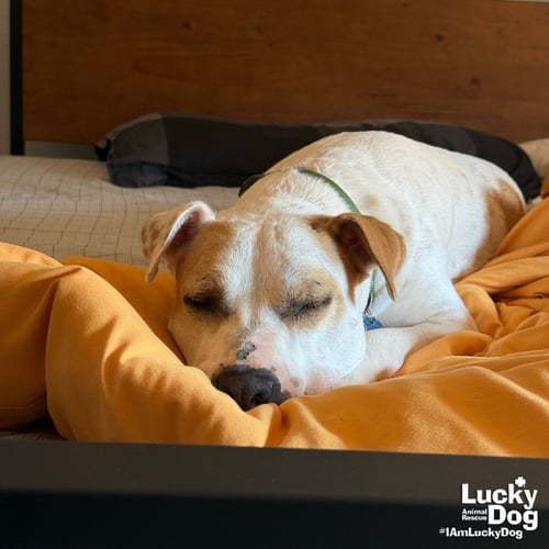 LILITH - Hound / Terrier available for adoption