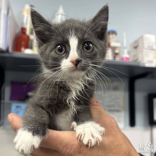 BUB - Domestic Short Hair available for adoption