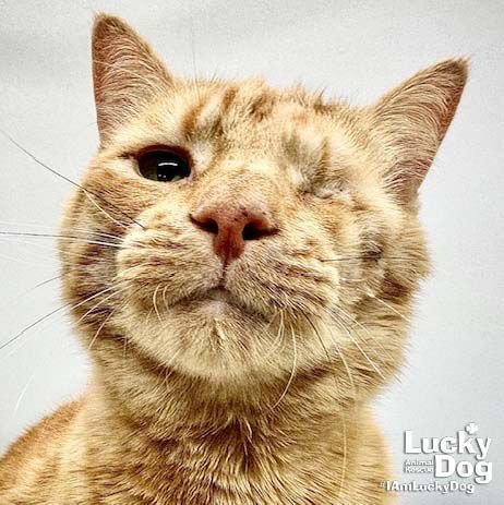 QUASAR - Domestic Short Hair available for adoption